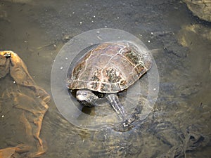 Turtle on Nature Reserve at Skala Kalloni Lesvos Greece