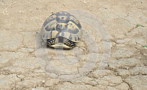 Turtle in nature on Sinemorec Bulgaria august 2016