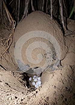 Turtle Nesting in the white sand 