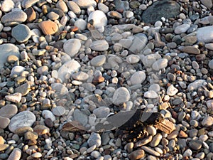 Turtle new born baby is moving by beach to water photo