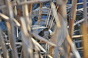 The turtle in the reeds photo