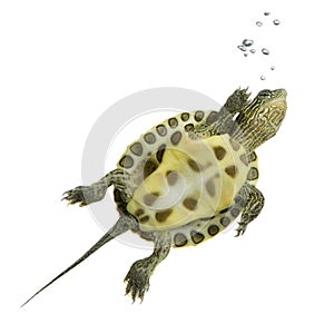 Turtle - OCADIA SINENSIS