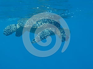 Turtle at ocean surface