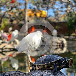 Turtle in oceanografic Valencia