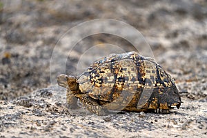 Turtle from Okavango. Leopard tortoise, Stigmochelys pardalis, on the orange gravel road. Turtle in the green forest habitat,