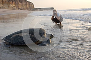 Turtle on a Oman beach