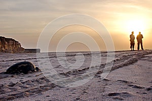 Turtle on Oman beach