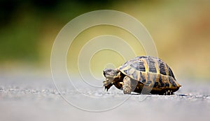 Turtle outdoor