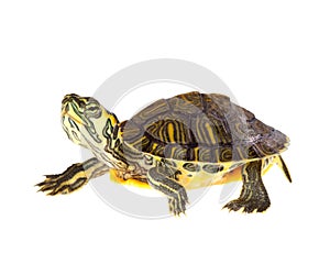 Turtle on parade photo