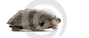 Turtle - pelusios subniger