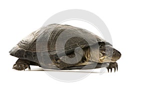 Turtle - pelusios subniger