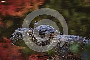 Turtle perching on tree bark