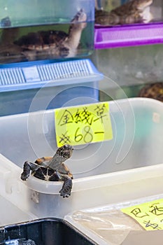 Turtle Pet on Sale at Tung Choi Street, Hong Kong