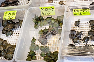 Turtle Pet on Sale at Tung Choi Street, Hong Kong