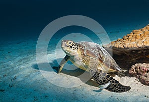 The turtle photograph I caught underwater in the Maldives, the fins and the back are delightfully patterned