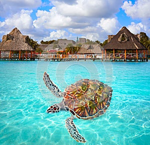 Turtle photomount at Laguna de Bacalar