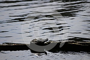 Turtle on the piece of old wood over the river water under the sunlight