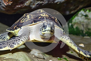 turtle plodding forward, head extended towards camera