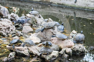 Turtle pond with many turtles in the park in Athens Greece