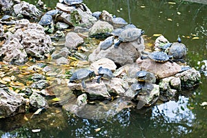 Turtle pond with many turtles in the park in Athens Greece