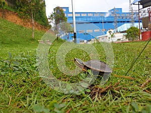 Turtle in power plant