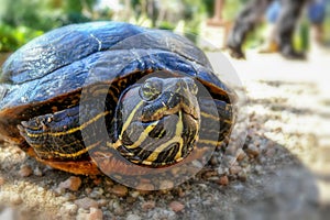 Turtle (Pseudemys concinna) photo
