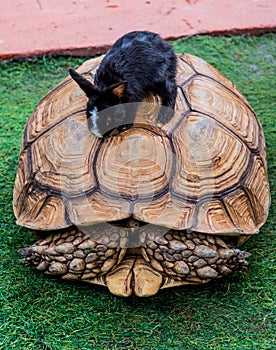 Turtle and rabbit