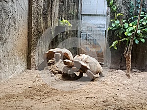 Turtle at The Ragunan Zoo