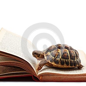 Turtle reading a book in white background