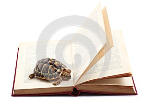 Turtle reading a book in white background