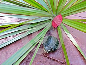 Turtle in red