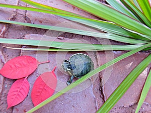 Turtle in red