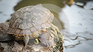 Turtle, Red-eared slider or Trachemys scripta elegans close up the tail, HD