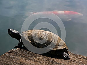 Turtle and red fish