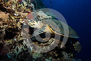 Turtle in the red sea