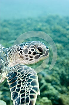 Turtle On the reef