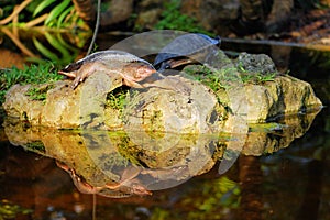 Turtle Reflection