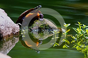 Turtle Reflection Pool