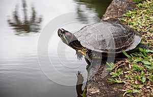 Turtle reflection
