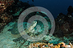 Turtle resting - Maratua atoll