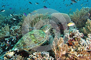 Turtle resting on the reef