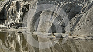 Turtle resting on a rock near a waterfall.