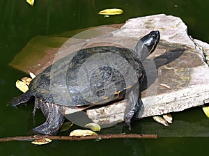 Turtle is resting on a stone photo