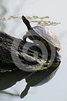 Turtle and water photo