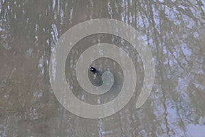 Turtle in river at Florida Institute of Technology, Melbourne Florida