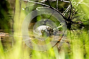 Turtle between river and sea