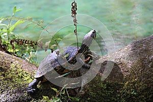 A turtle sunning itself by a river