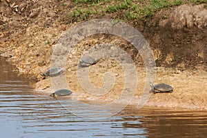 Turtle river yellow jackets