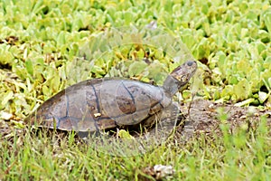 Turtle River Yellow Jackets