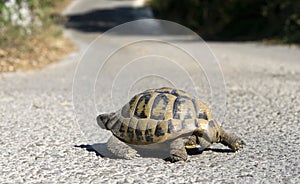 Turtle on the road